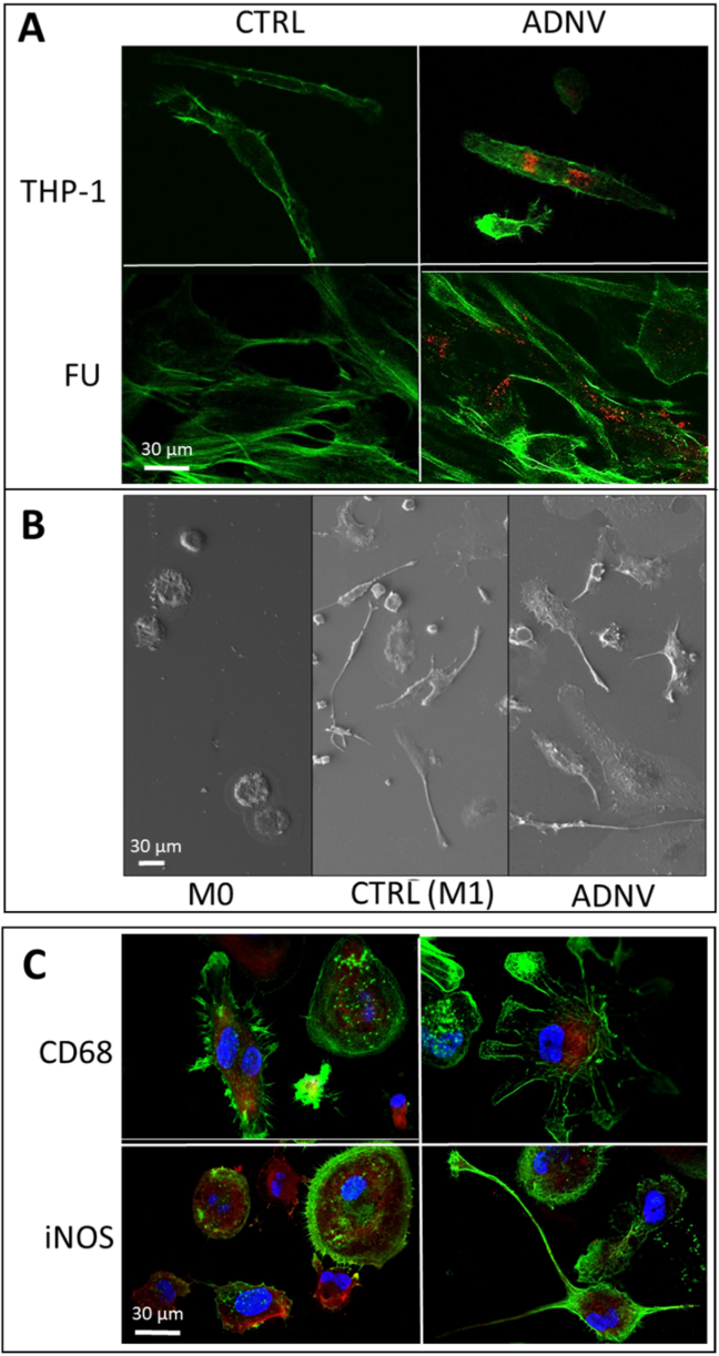 Fluorescent and SEM images show apple-derived nanovesicle (ADNV) uptake and phenotypic changes in THP-1 macrophages and fibroblasts.